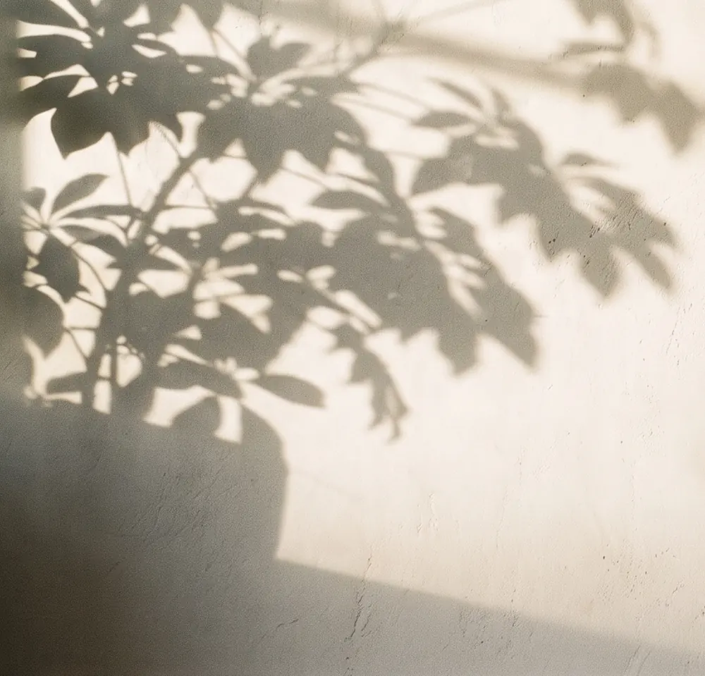 La pared de un consultorio con la sombra de una planta proyectada por la luz de la tarde